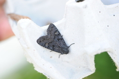 Black Rustic (Aporophyla nigra)