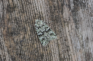 Grønt eikefly (Griposia aprilina)