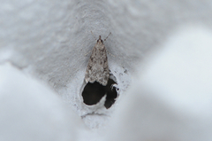 Ground-moss Grey (Eudonia truncicolella)