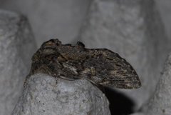 Great Prominent (Peridea anceps)
