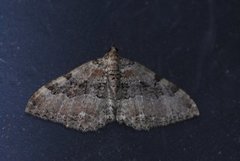 Scarce Tissue (Rheumaptera cervinalis)