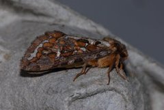 Bregneroteter (Korscheltellus fusconebulosa)