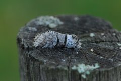 Poplar Kitten (Furcula bifida)