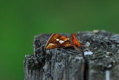 Langstreket metallfly (Plusia festucae)