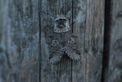 Sallow Kitten (Furcula furcula)