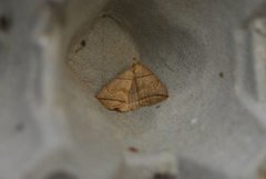 Small Fan-foot (Herminia grisealis)