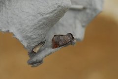 Small Chocolate-tip (Clostera pigra)