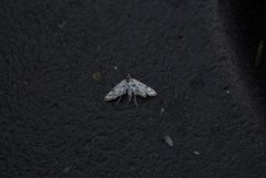 Beautiful China-mark (Nymphula nitidulata)