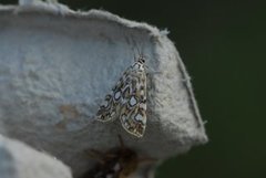 Flekkdammott (Elophila nymphaeata)