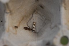 Marbled Bell (Eucosma campoliliana)