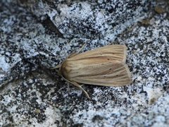 Brungult gressfly (Mythimna impura)
