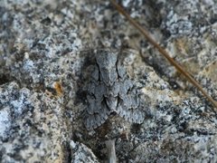 Psikveldfly (Acronicta psi)