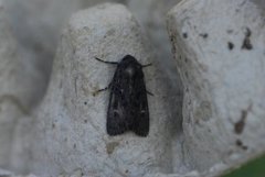 Black Rustic (Aporophyla nigra)