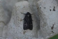 Stort lyngheifly (Aporophyla nigra)