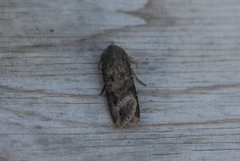 Langvingejordfly (Agrotis ipsilon)