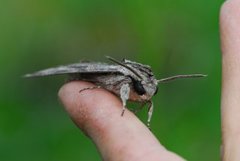 Convolvulus Hawk-moth (Agrius convolvuli)