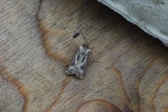 Archer's Dart (Agrotis vestigialis)