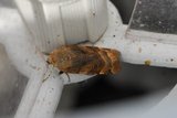 Bredbåndfly (Noctua fimbriata)