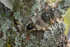 Oak Beauty (Biston strataria)