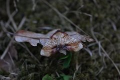 Scorched Wing (Plagodis dolabraria)