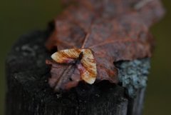 Scorched Wing (Plagodis dolabraria)