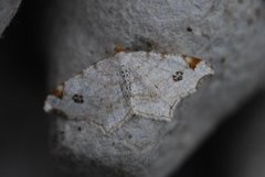 Peacock Moth (Macaria notata)