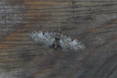 Oak-tree Pug (Eupithecia dodoneata)