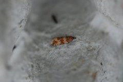 Thyme Marble (Celypha cespitana)