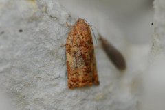Pine Tortrix (Archips oporana)