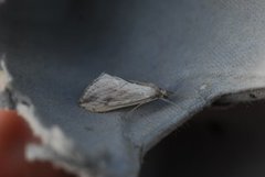 Garden Pebble (Evergestis forficalis)