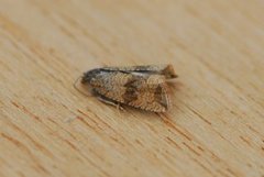 Barred Marble (Celypha striana)
