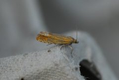 Red Piercer (Lathronympha strigana)