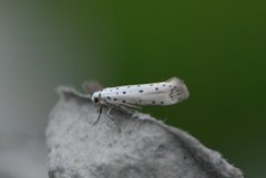 Orchard Ermine (Yponomeuta padella)