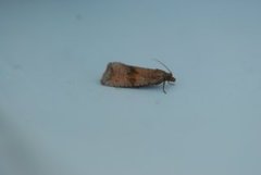 Barred Marble (Celypha striana)