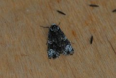 The Coronet (Craniophora ligustri)