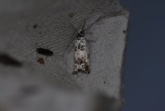 Marbled Bell (Eucosma campoliliana)