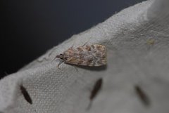 Junimosemott (Scoparia ambigualis)