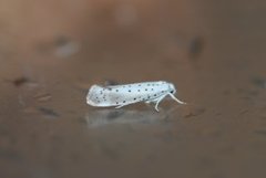 Orchard Ermine (Yponomeuta padella)