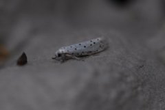 Orchard Ermine (Yponomeuta padella)