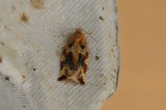 Pine Tortrix (Archips oporana)