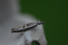 Blålig nebbmott (Platytes alpinella)
