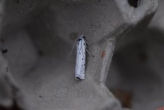 Thistle Ermine (Myelois circumvoluta)