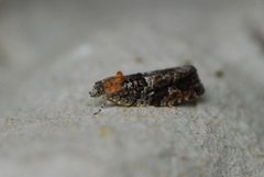 Diamond-back Marble (Eudemis profundana)