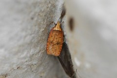 Angelica Flat-body (Agonopterix angelicella)