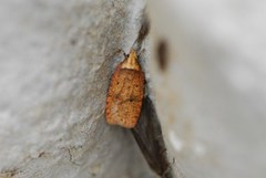 Agonopterix angelicella