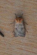 Fen Square-spot (Diarsia florida)