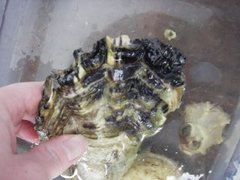 Dypøsters (Crassostrea gigas)