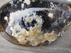 Bryozoans (Bryozoa)