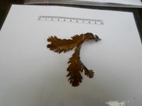 Sagtang (Fucus serratus)