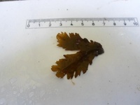 Sagtang (Fucus serratus)